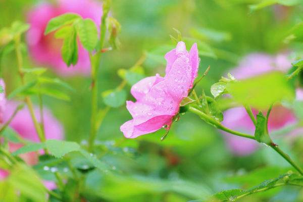 Summer_Rain_flower1.jpg
