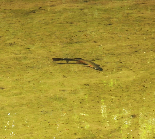 salmon in reed lake.jpg