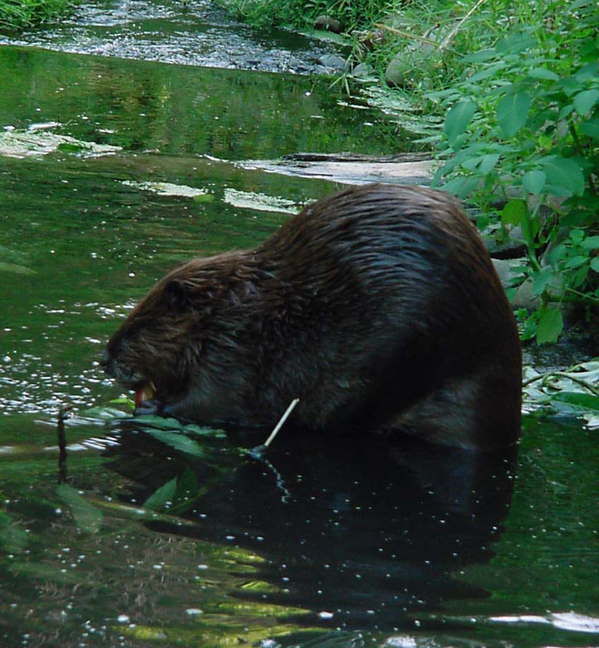 beaver picture.jpg