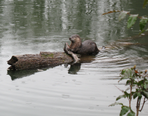 otter