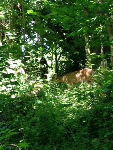 Deer sighting SE corner of canyon