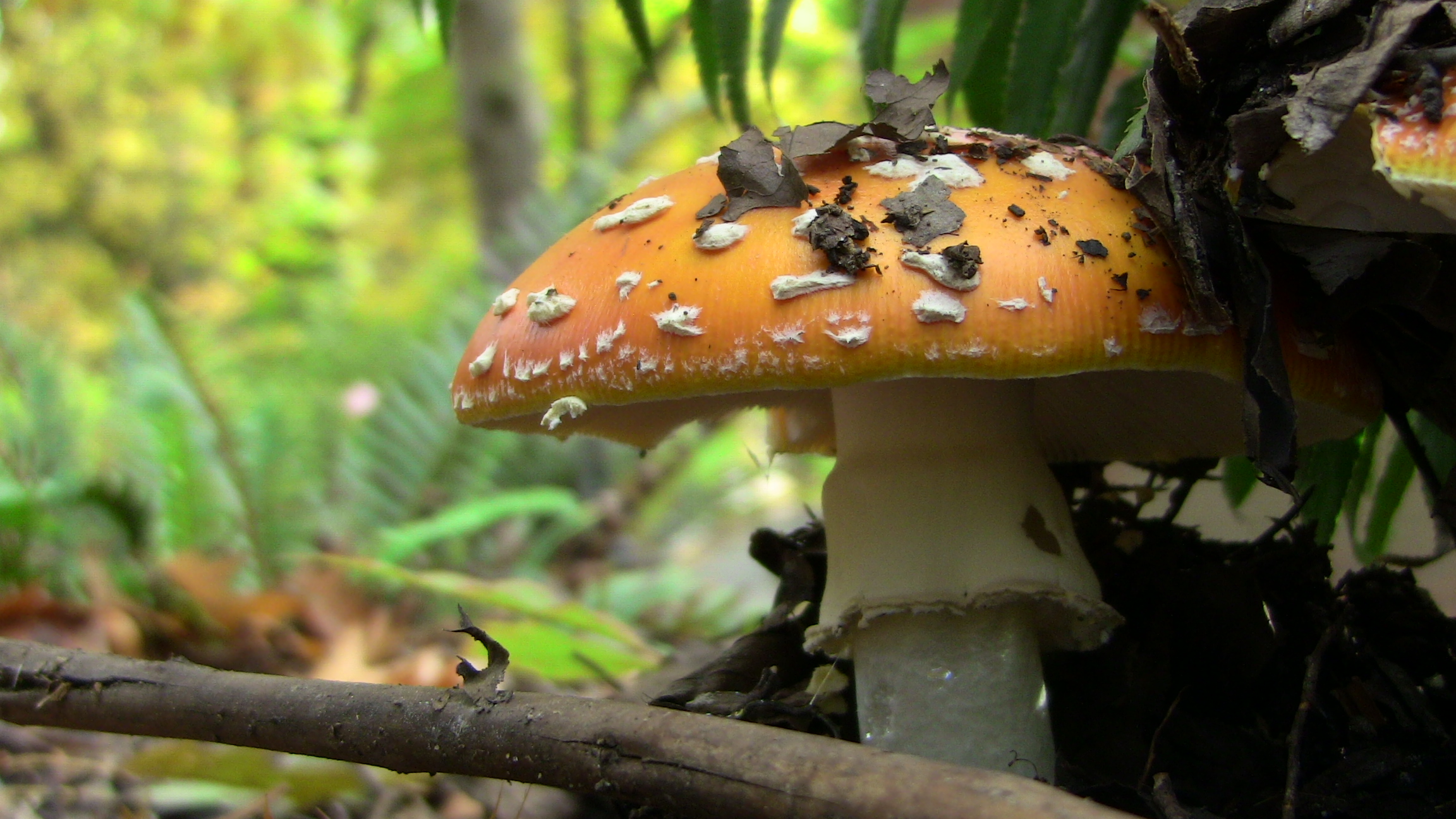 wild mushroom 2