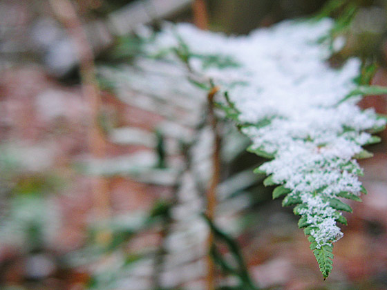fern in the snow
