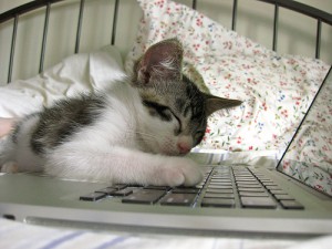 cat-sleeping-on-laptop