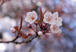 Cherry_blossoms_in_Vancouver_3_crop