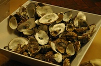 oyster_shells.jpg