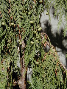 Alaska-cedar, Nootka-cypress