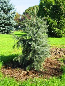 Brewers Spruce