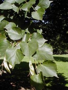 Little Leaf Linden