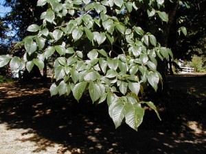 mooth-Leafed Elm
