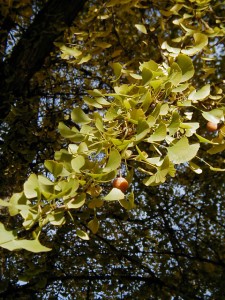 Maidenhair Tree / Ginkgo