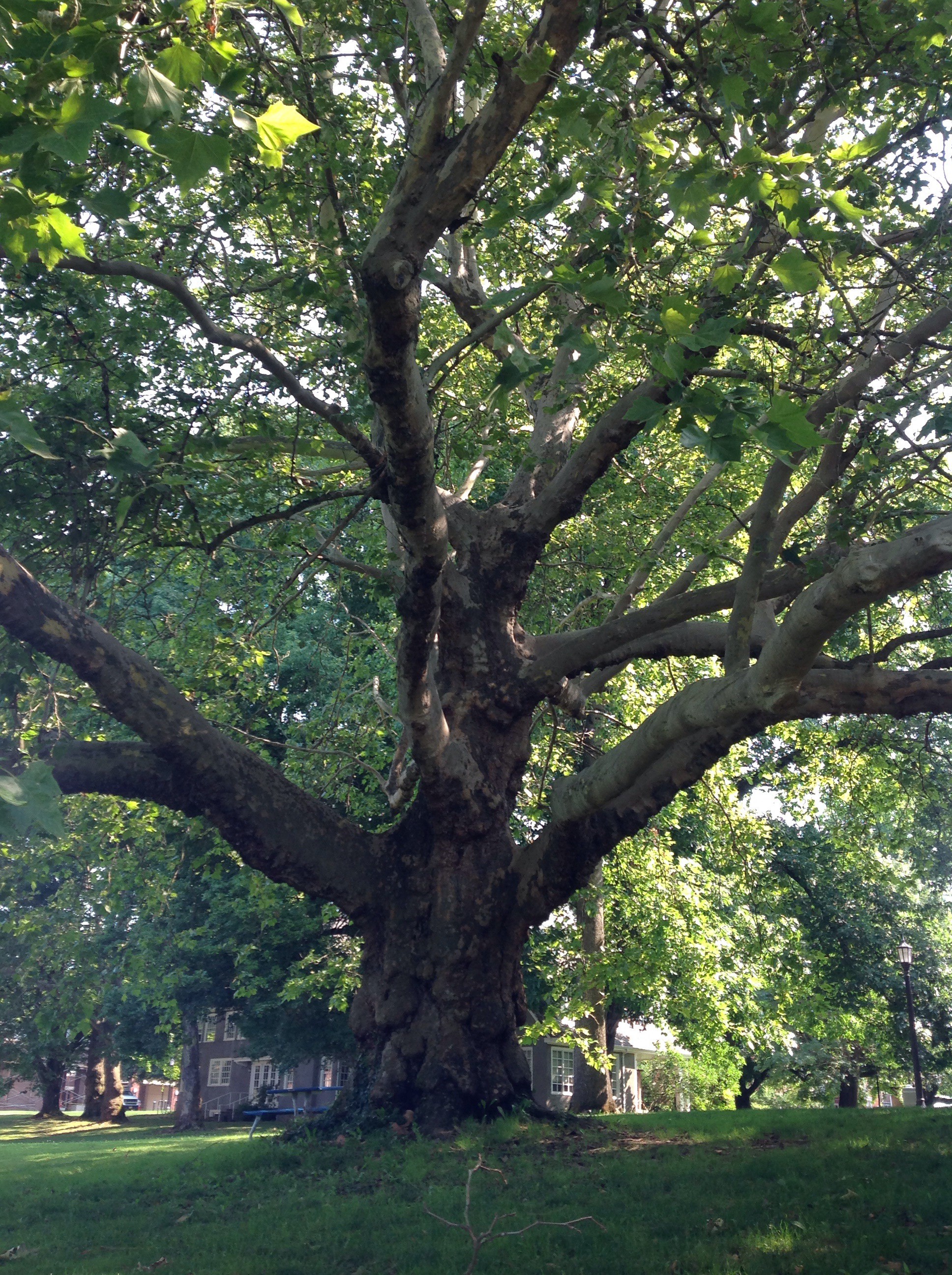 What Does A London Plane Tree Look Like