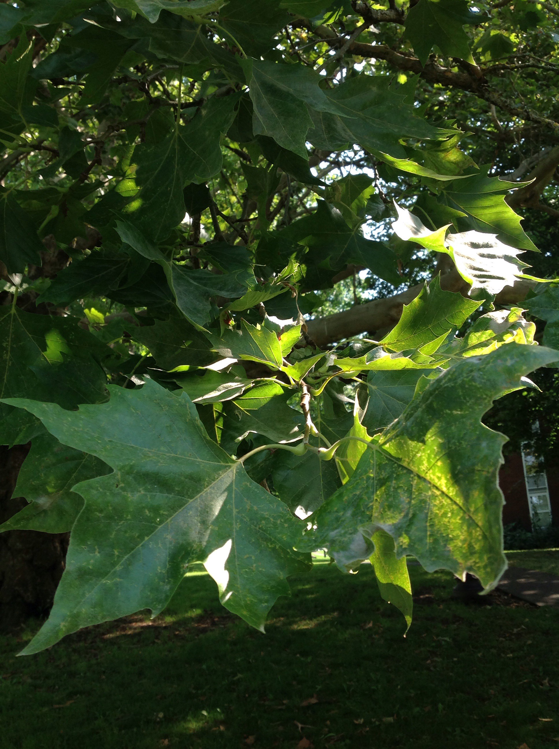 london-plane-tree-trees-of-reed