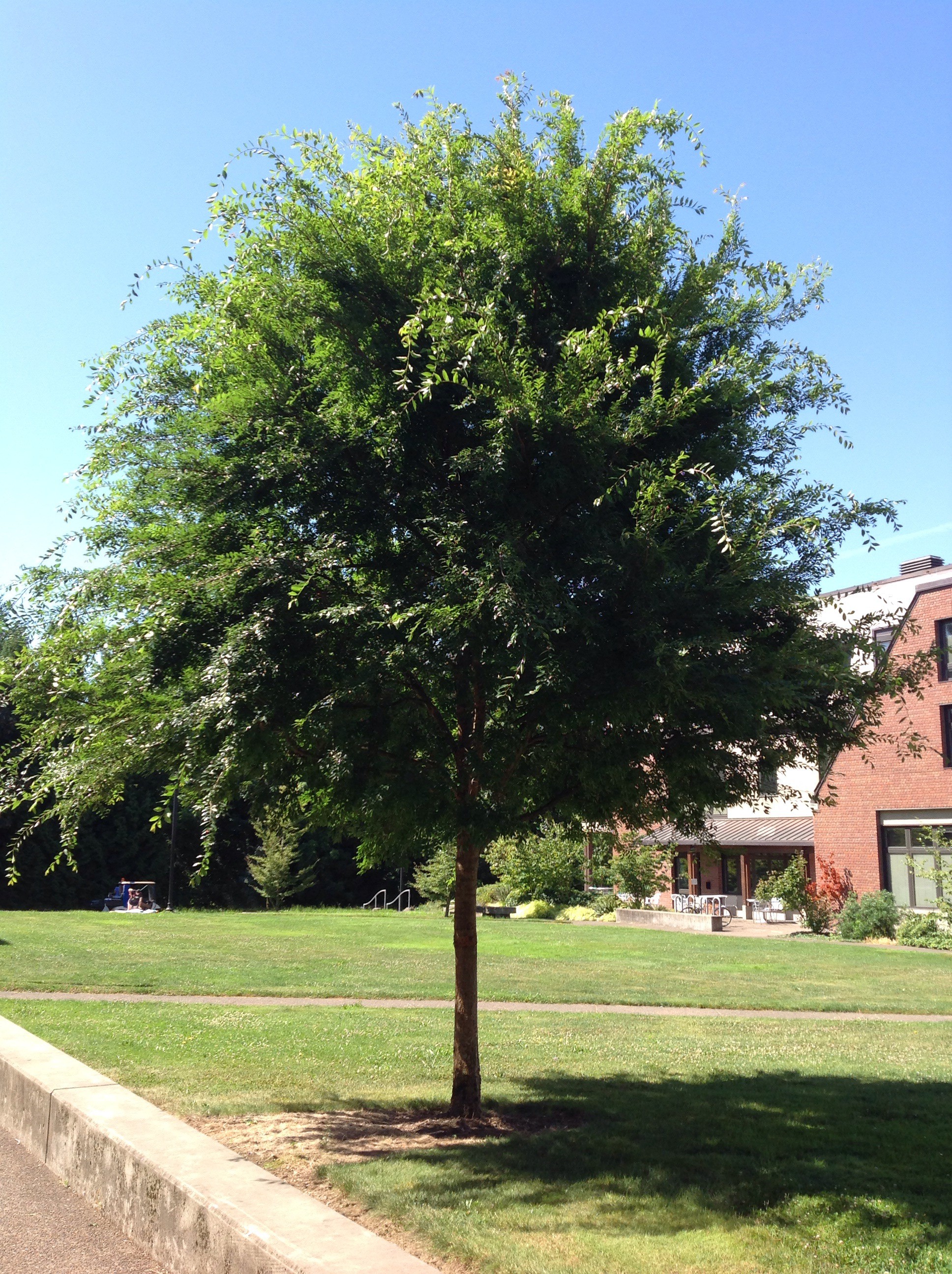 Allee Chinese Elm Trees Of Reed