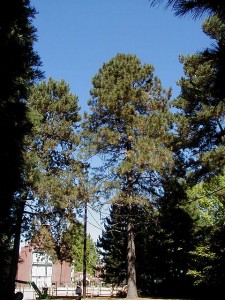 Ponderosa Pine