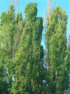 Lombardy Poplar