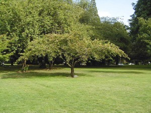 Japanese Flowering Cherry