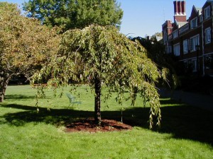 Weeping Japanese Cherry