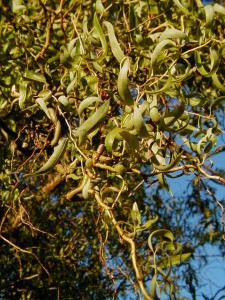 Corkscrew Willow