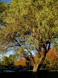 Corkscrew Willow