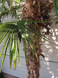 IMG_0541 palm tree