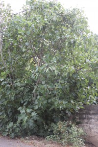IMG_1671 fig tree