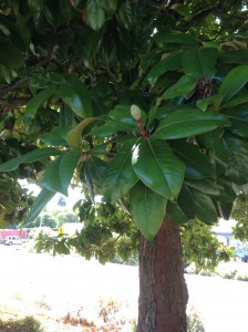 IMG_0427 magnolia evergreen