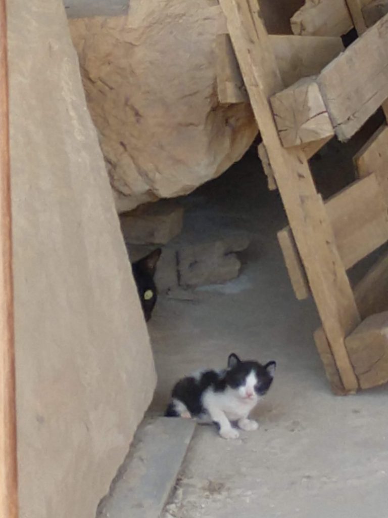 A very small kitten sits among ancient stone sarcophagi while the mother cat peaks out