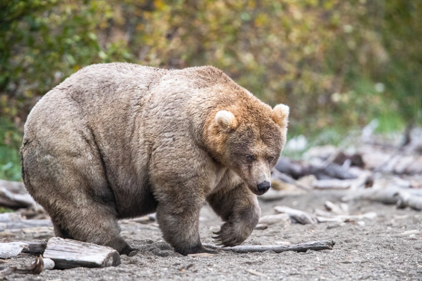 a very fat brown bear