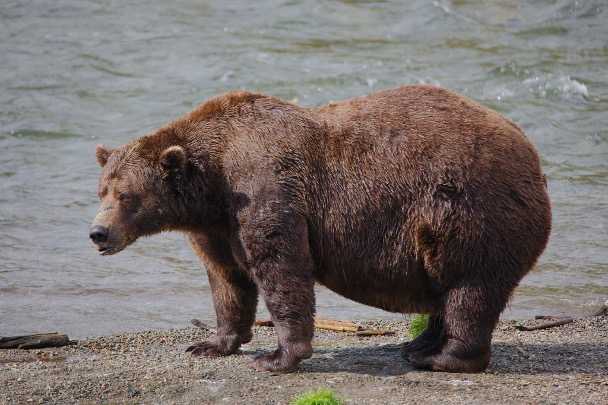 another very fat brown bear