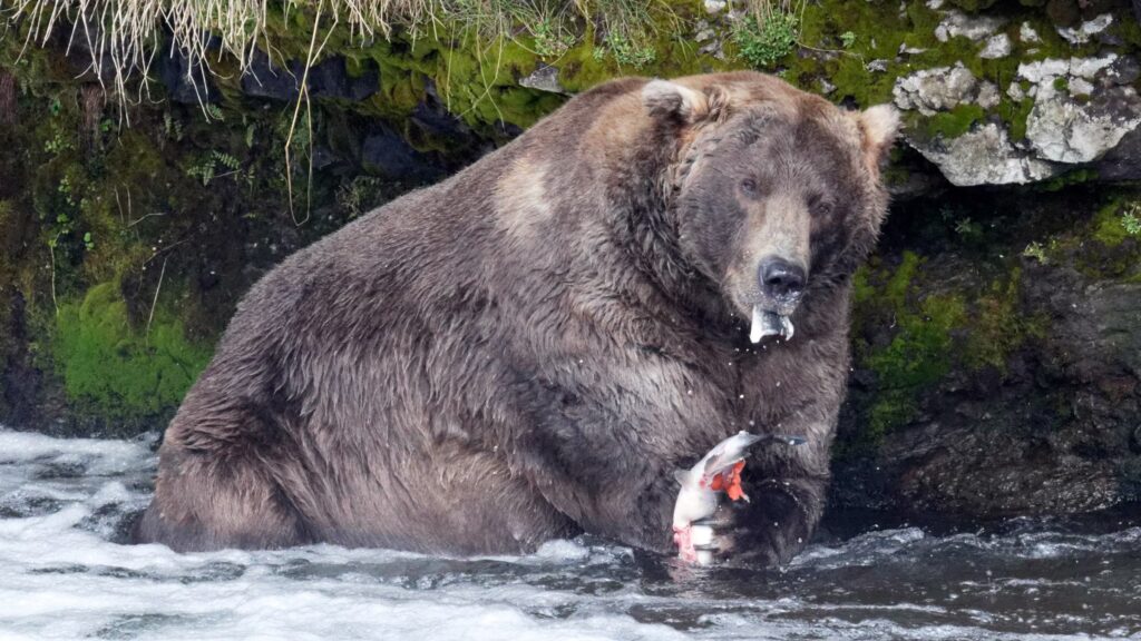 a fat brown bear in the river with a bit of fish in his mouth and the rest in his paw