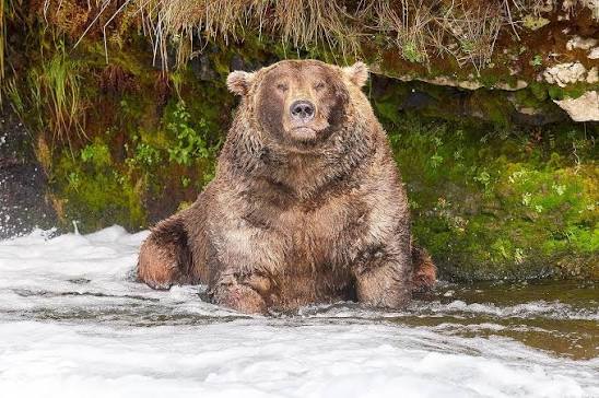 a fat brown bear sitting midstream and facing the camera