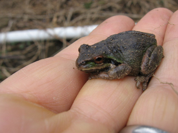 A small frog is sitting on a person's hand