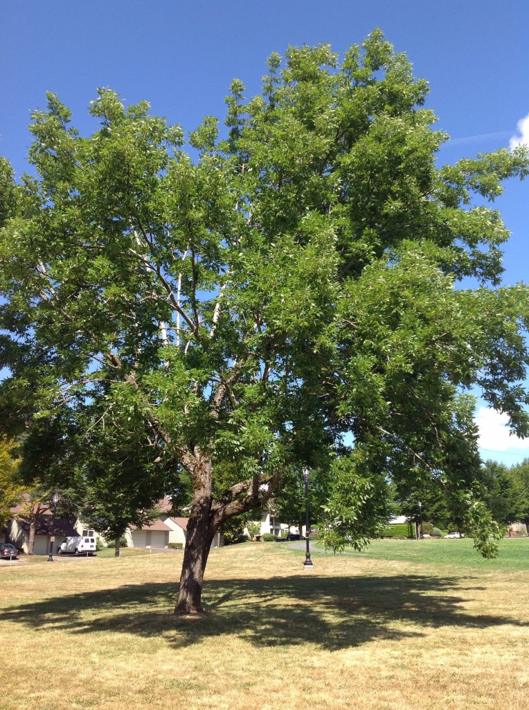 White Ash | Trees of Reed