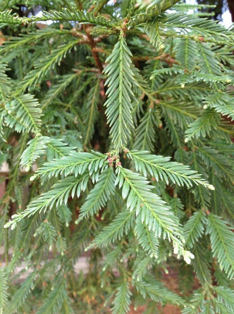 Coast Redwood | Trees of Reed