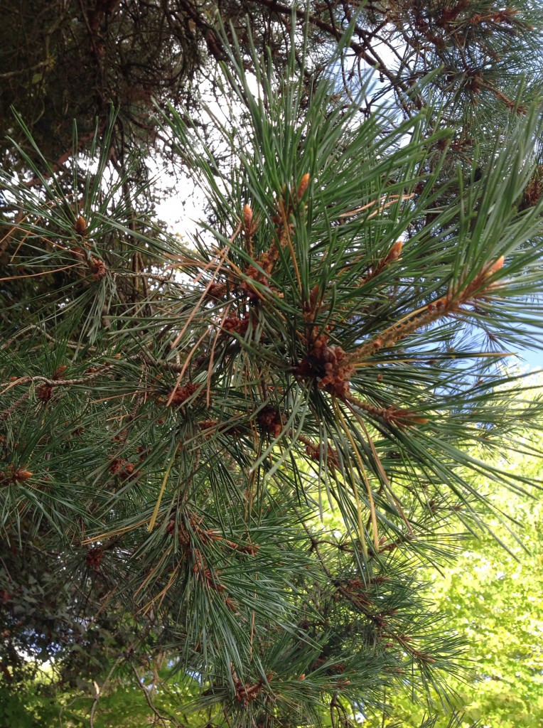 West Coast Pine Shavings