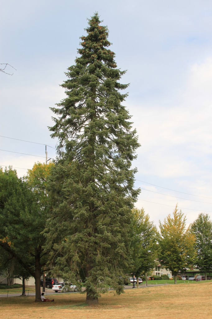 White Fir | Trees of Reed