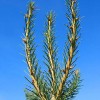 Brewers Spruce