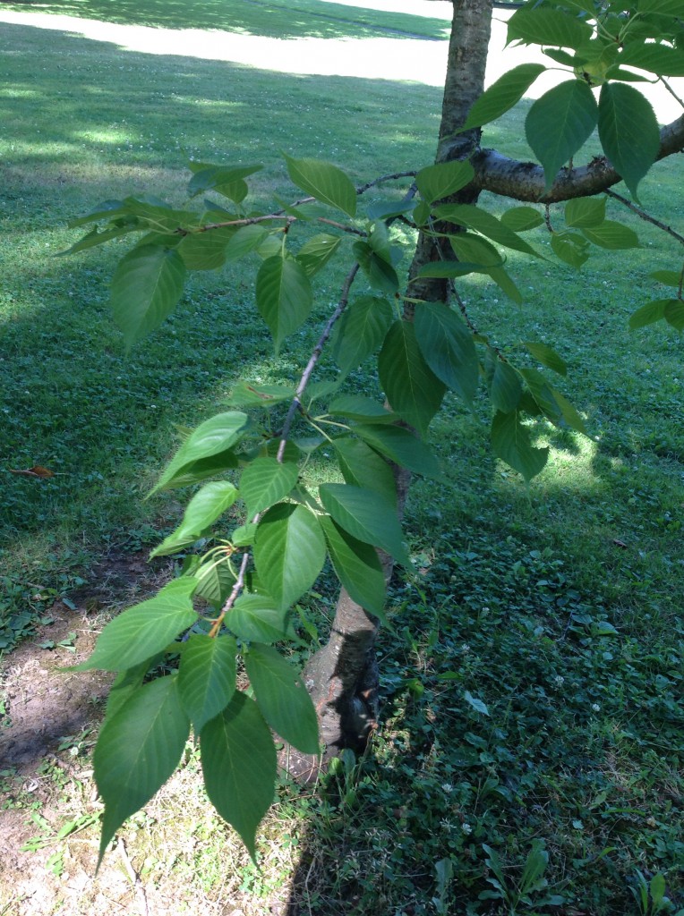 Japanese Flowering Cherry Trees of Reed
