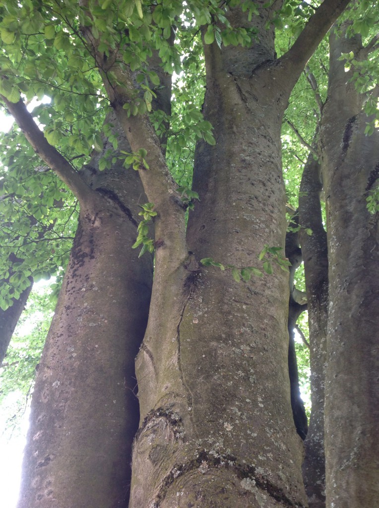 European Beech, Copper/Tricolor Beech Trees of Reed