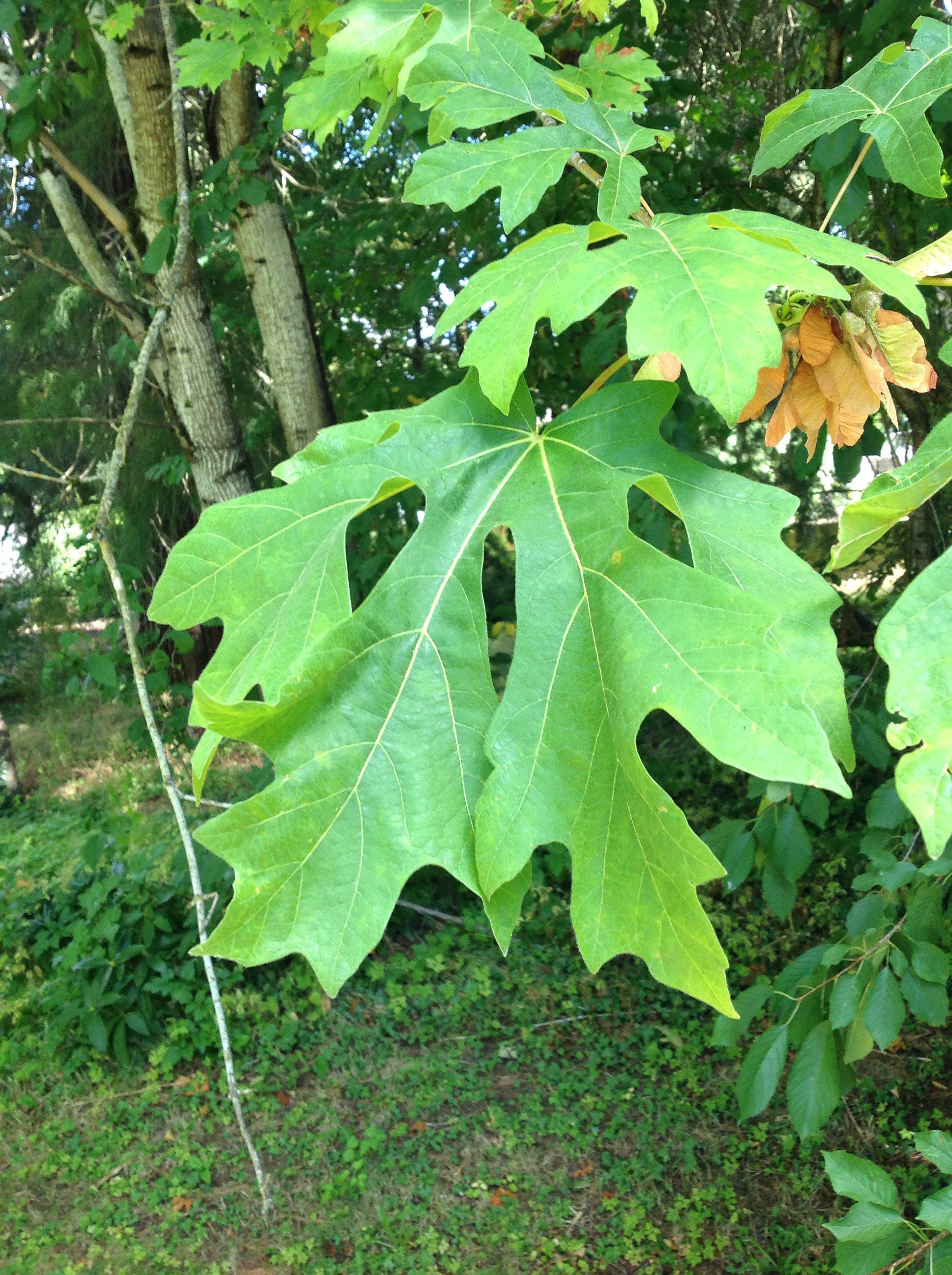Bigleaf Maple Trees Of Reed