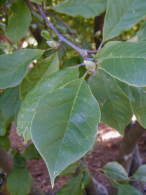 Saucer Magnolia | Trees of Reed