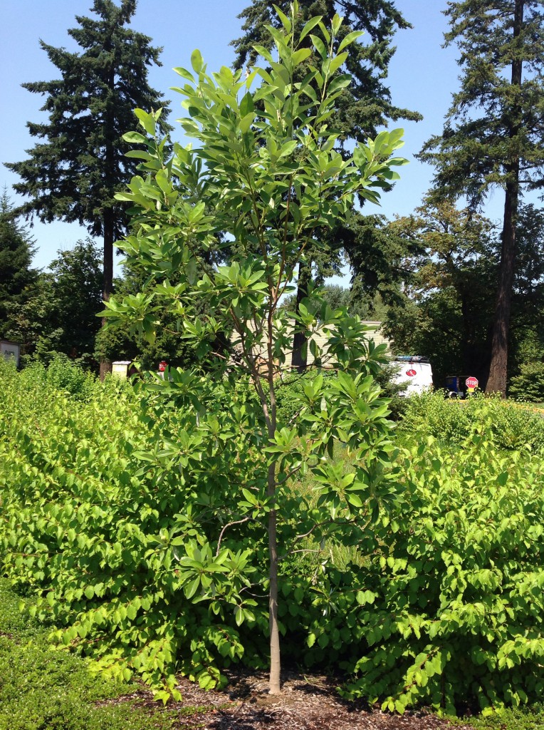 Moonglow Magnolia Trees of Reed