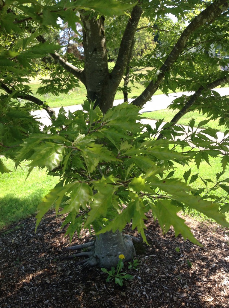 Fagaceae Trees of Reed